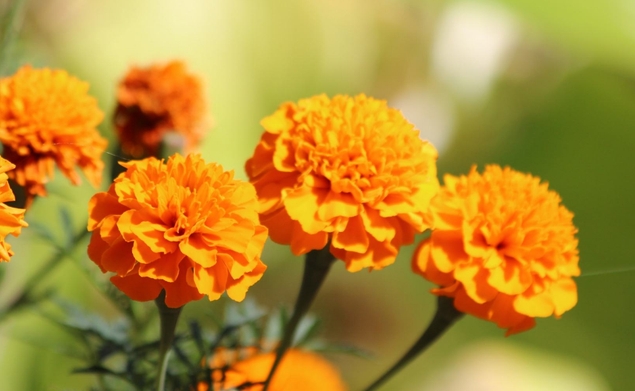 萬(wàn)壽菊花語(yǔ)：陽(yáng)光使者，揭秘它如何成為幸福與長(zhǎng)壽的象征！
